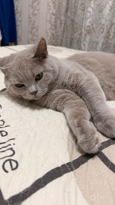 вязка с котом британцем лилово-серого цвета