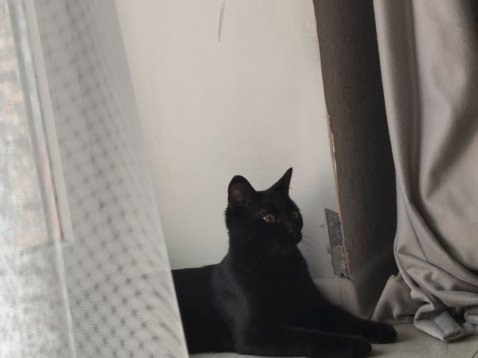 Отдам котенка 6 месяцев