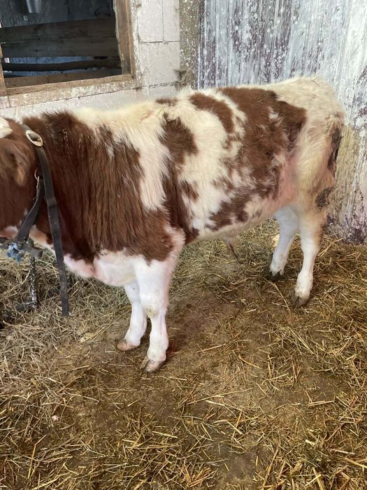 Vând un tăuraș balțat