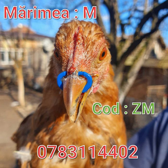 Gaini Fazani Cocosi Gaini Pauni Pasari-Inel Nazal-Ochelari-Fara AC- ZM