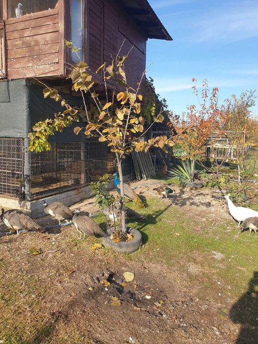 Paunita matura sau pereche pauni 2025