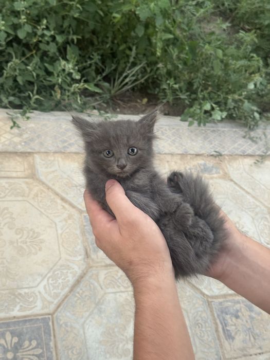 Котята в Алматы.