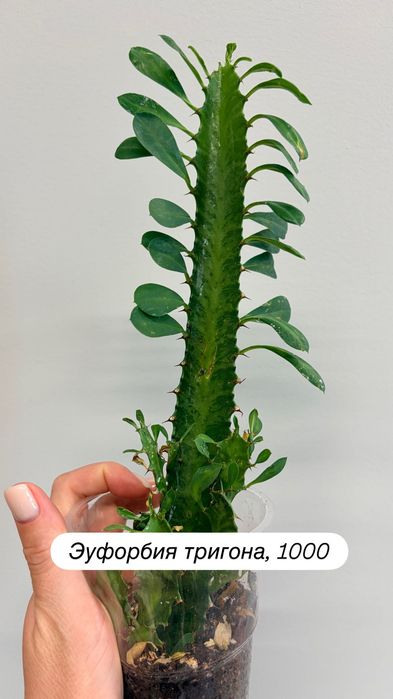 Кактусы, суккуленты
