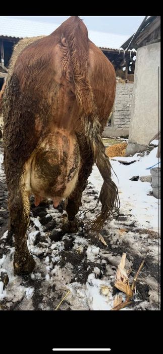 Vând vaca bălțată romanesca