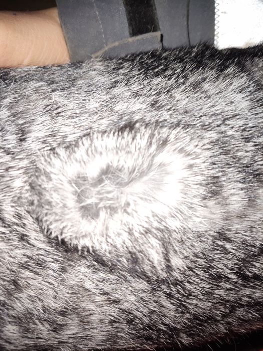 Femele Uriaș German Chinchila