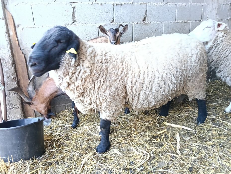 Vand berbec rasa Suffolk  in varsta de 2 ani