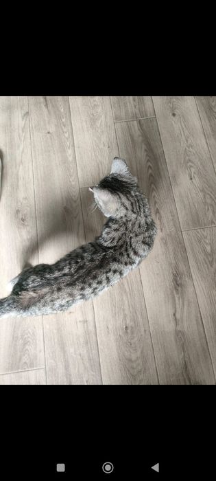 Котик в добрые руки