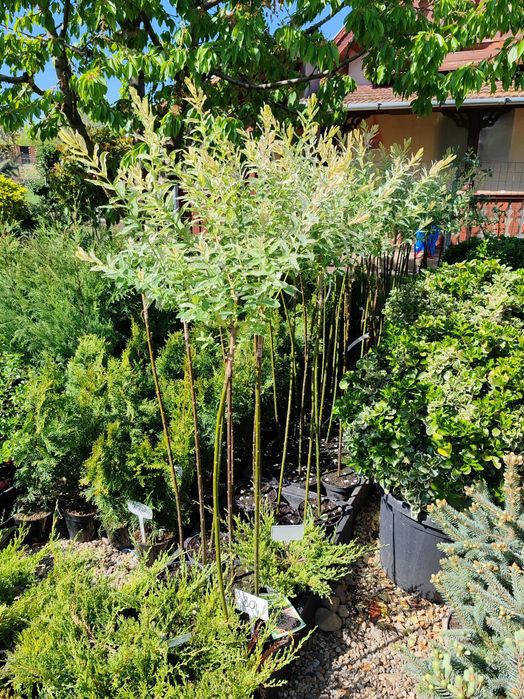 salcie japoneza la ghiveci tufa sau pom