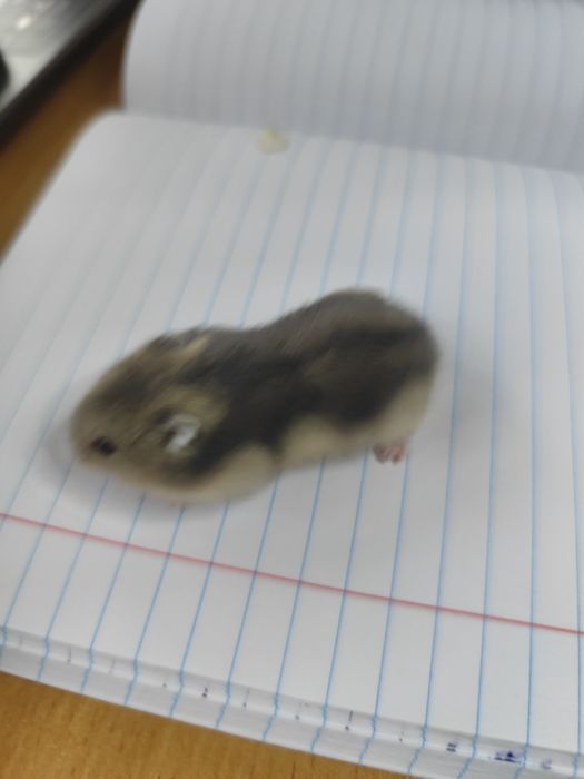 Продам хомяков джунгарских. два мальчика, две девочки