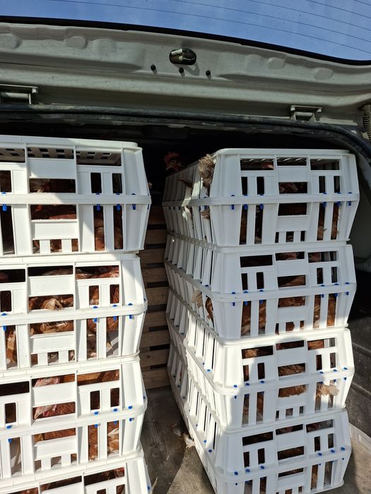 Puicute  / gaini ouatoare