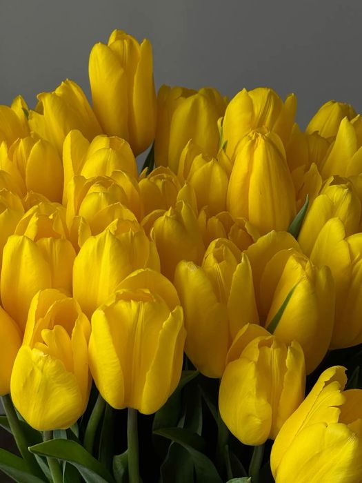 Тюльпаны по выгодной цене, город Астана