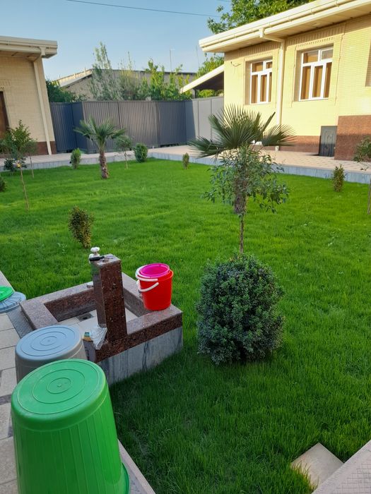 Gazon Газон  ekamiz Daniya urug'idan