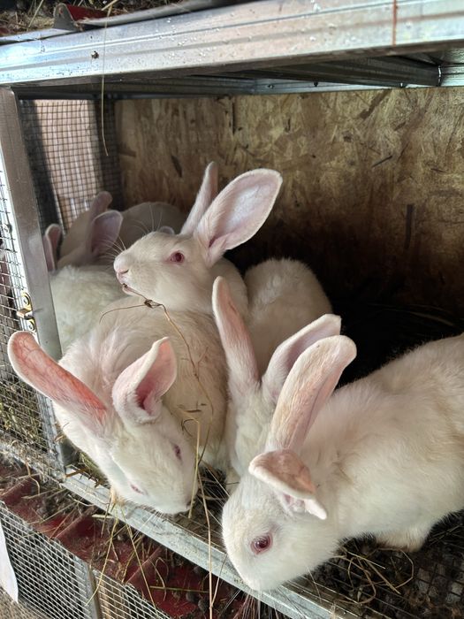 Зайци за месо и разплод