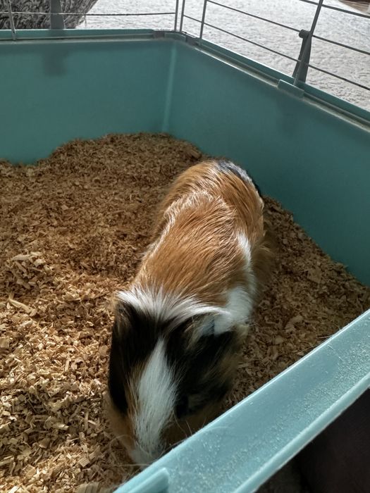 Продается Морская свинка