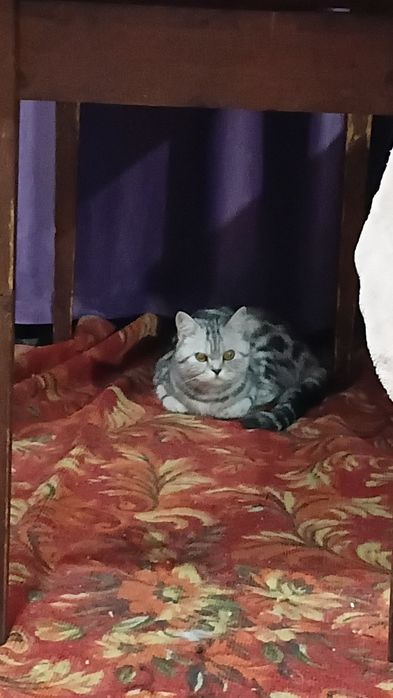 Отдам даром кошечку