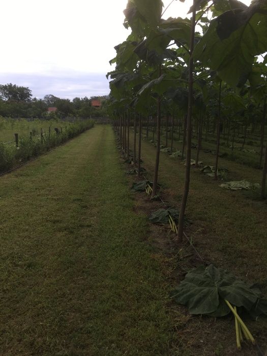 Paulownia Tomentosa - Arbori cu balot pentru aliniamente