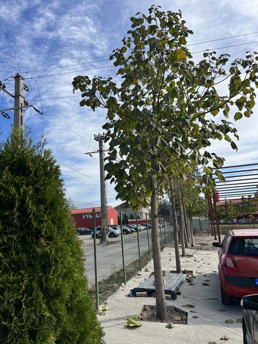 Paulownia puiet si maturi