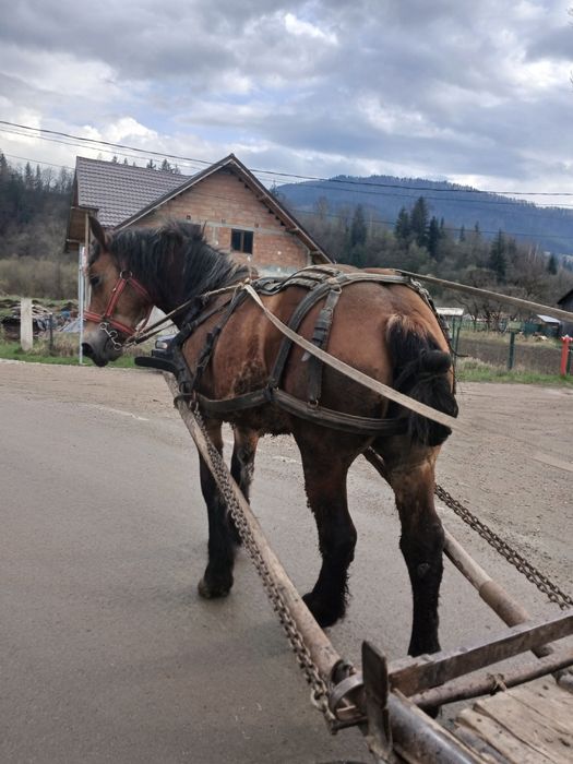 De vânzare mânză!
