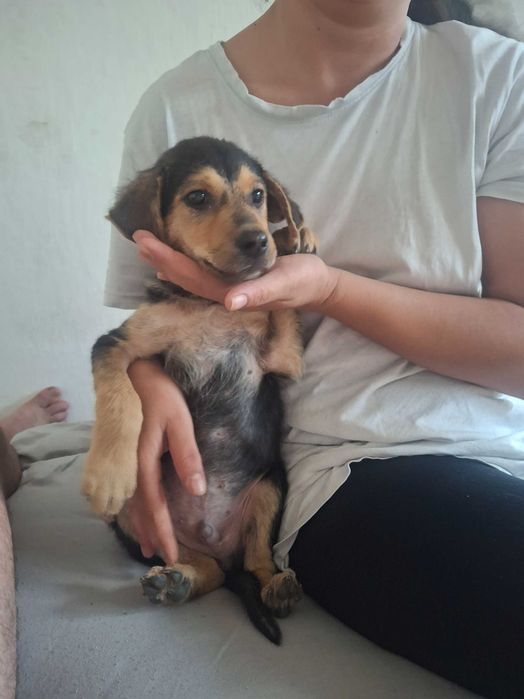Малък сладур,жива играчка