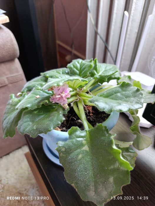 Продам комнатные цветы