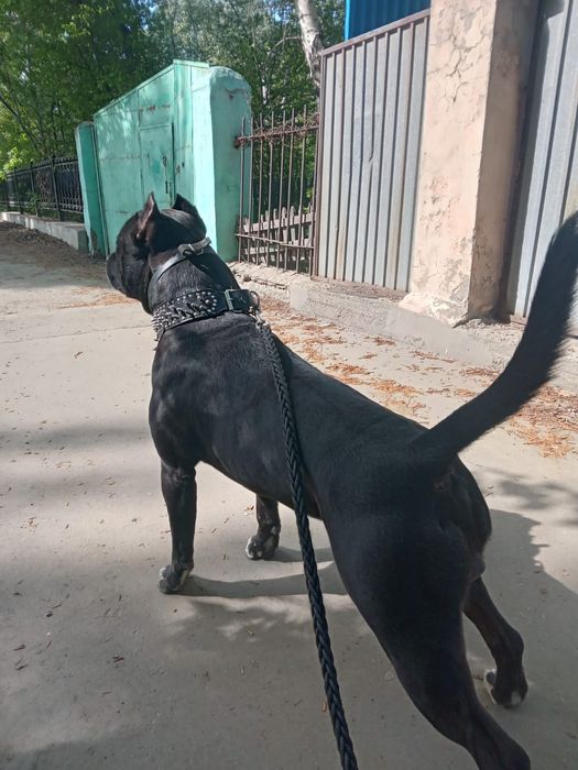 Кабель пит-бультерьера ищет подругу