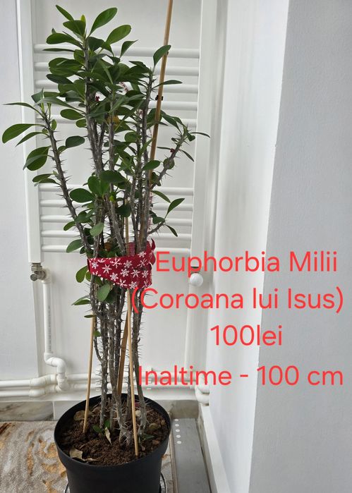 Vand flori de camera