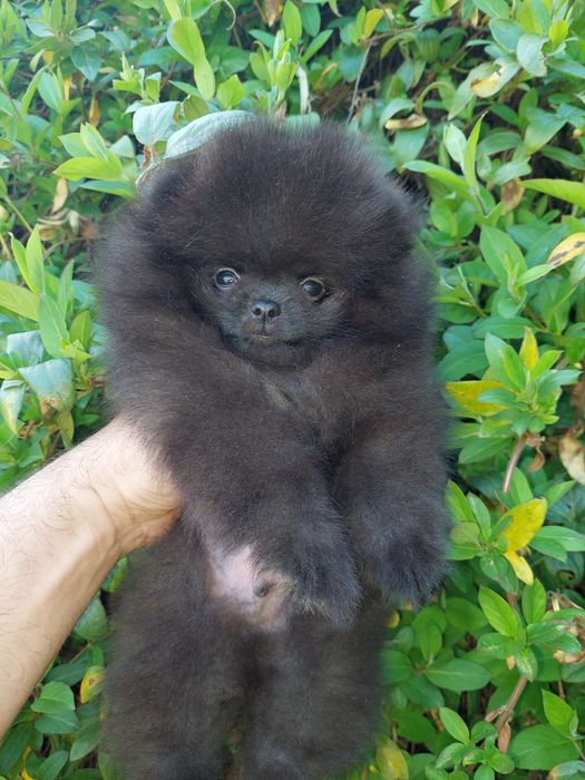 Mascul Pomeranian cu pedigree ACHR