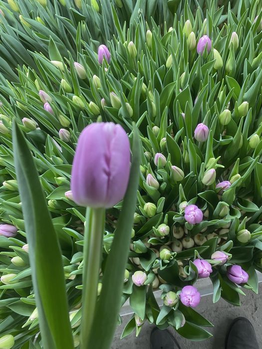 Тюльпаны выросли в караганде