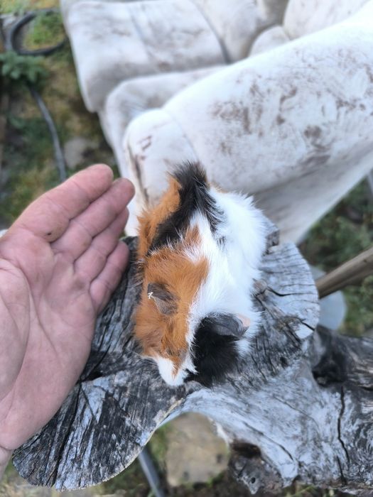 Малки морски свинчета