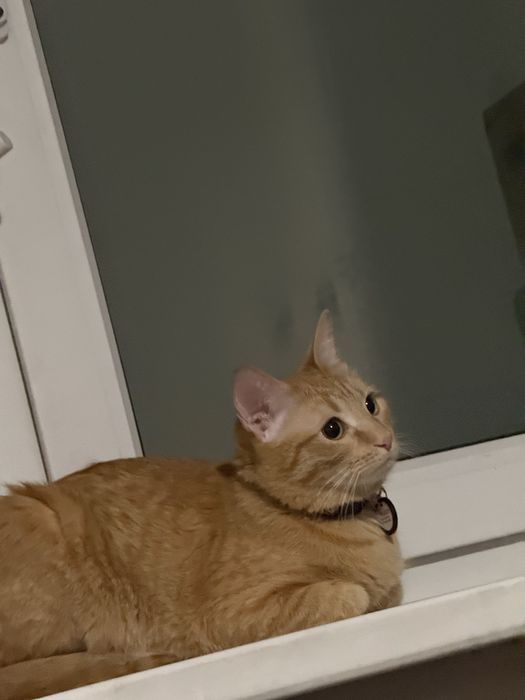 Отдам кота в хорошие руки