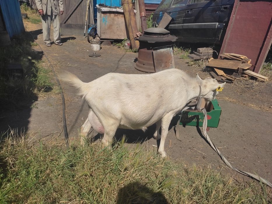 Продам козу дойную