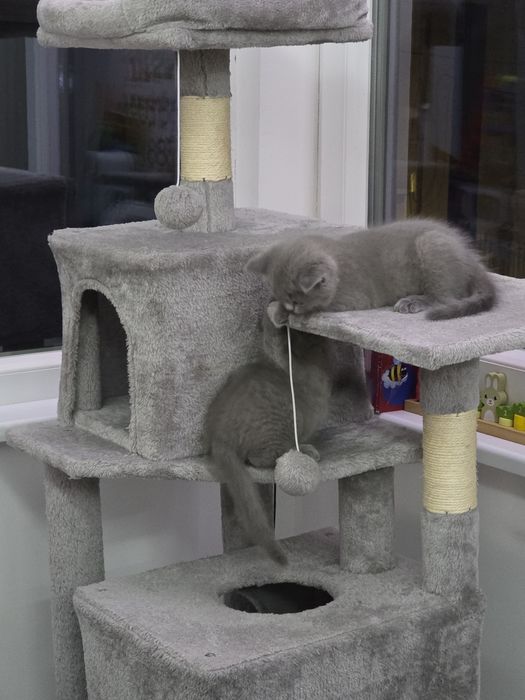 Британски котенца