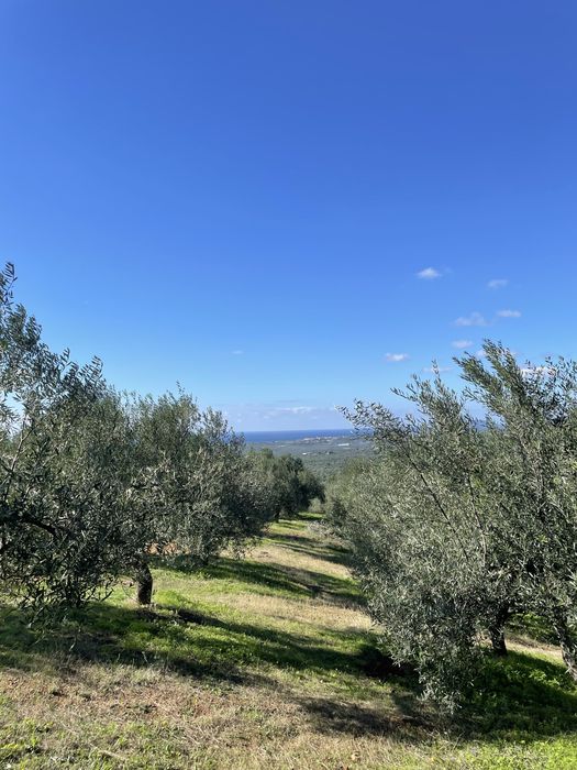 Ulei de măsline extra virgin