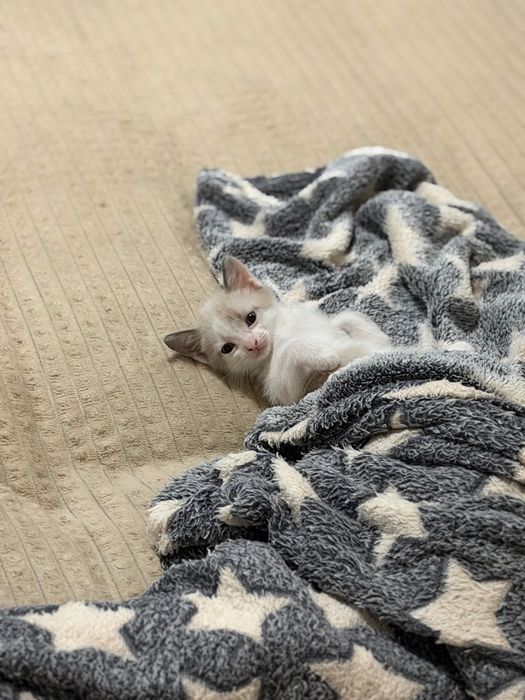 Отдам котенка мальчика в добрые руки