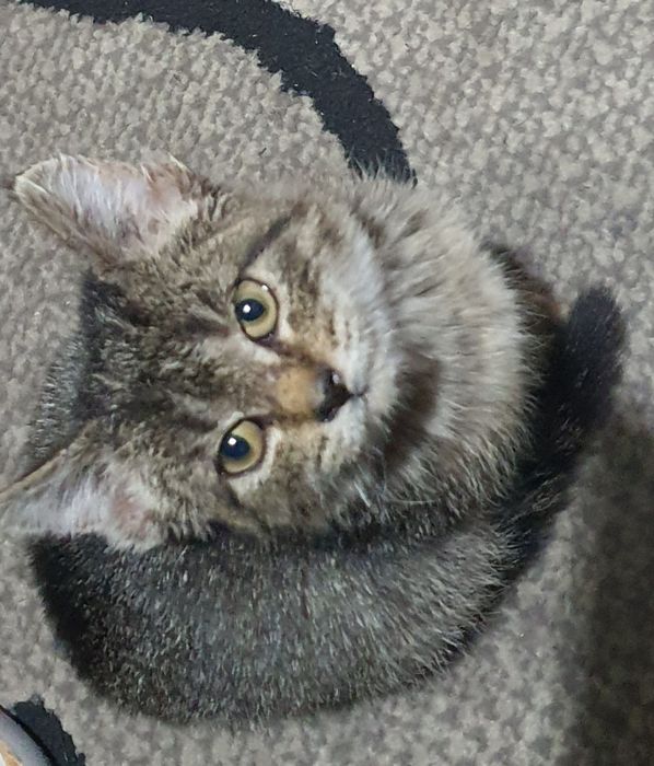 Отдам котёнка бесплатно