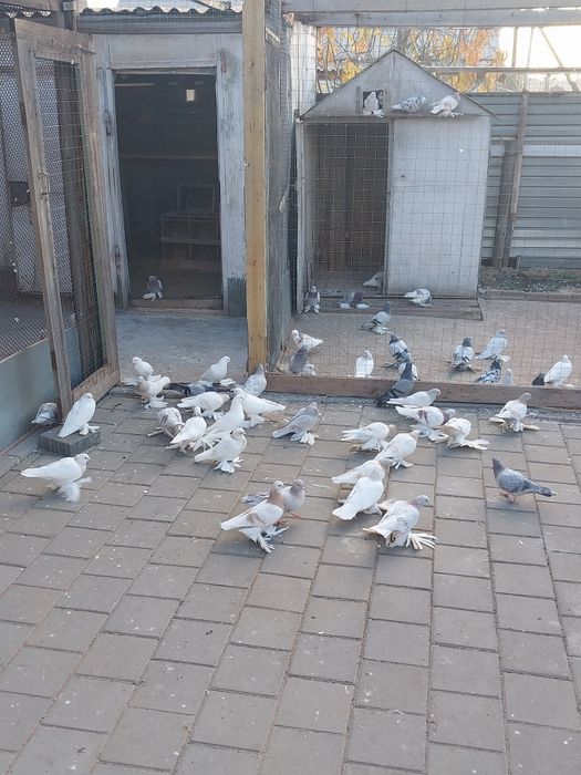 Продам голубей бойных