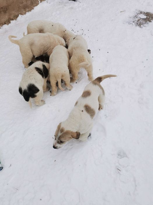 Продавам  Алабай  на 80 дни