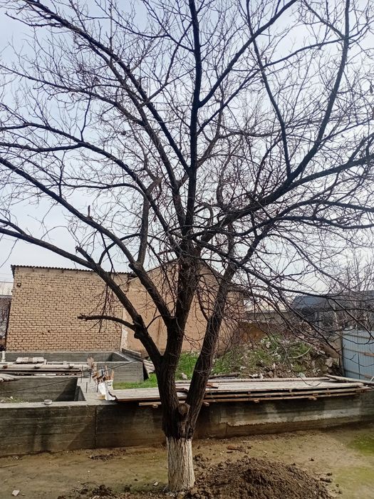 Arzon narxda o‘tin daraxt sotiladi