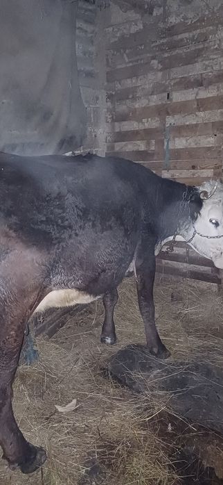 Vând vaca baltata românească