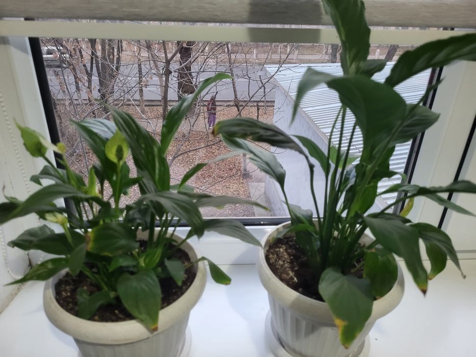 Женское счастье 2 шт по 2500