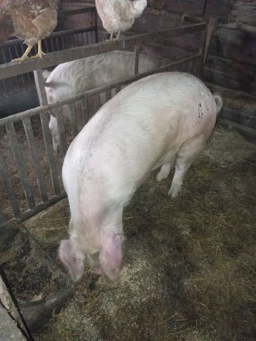 Продам хряка на племя