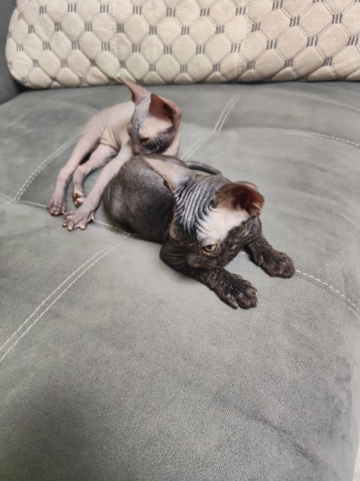 продам котят донского сфинкса