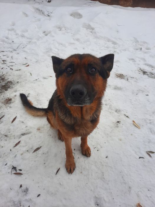 Немецкая овчарка