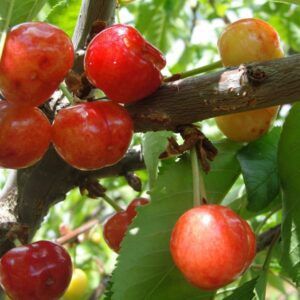 Cires Amar de Marculesti