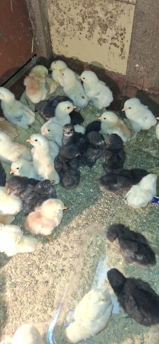 Vând pui de găină de țară