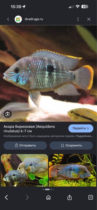 Аквра бирюзова пара