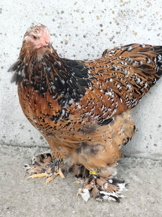 Vind pui  și ouă brahma portelan  și bobat