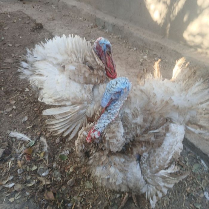 Big indug  boqilgan . Go‘shga