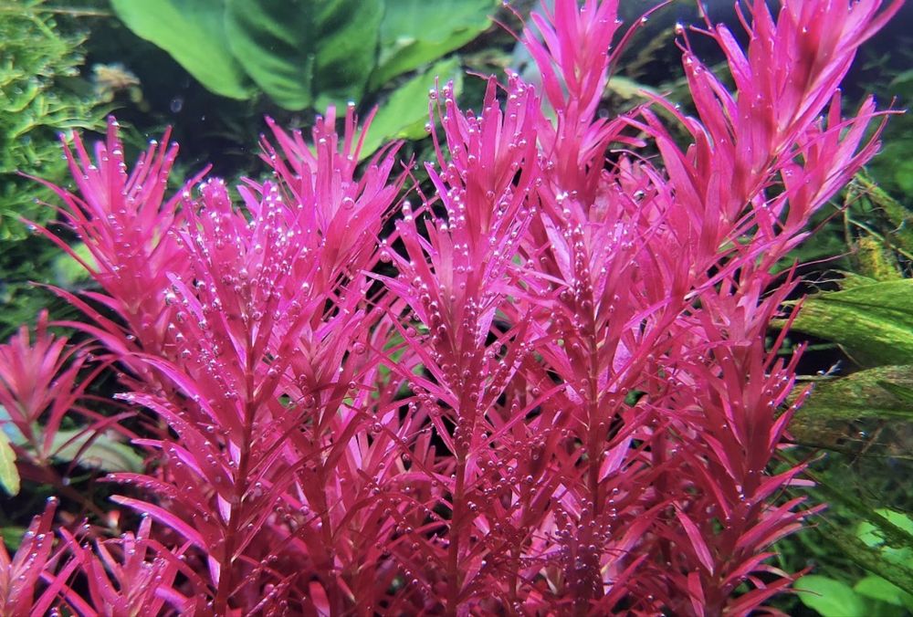 Plante acvariu pachet + cadou tablete nutritive radacini