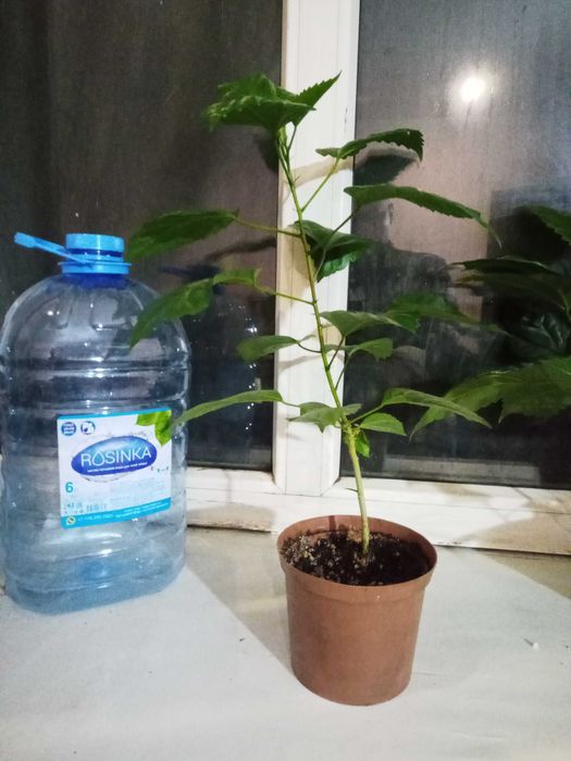 продается китайская роза или гибискус